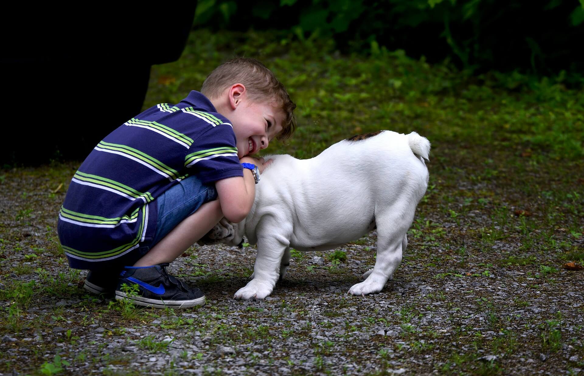 How To Qualify For An Emotional Support Dog In The U K 